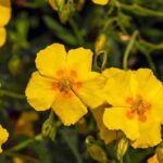 7 vivaces incontournables pour une rocaille réussie