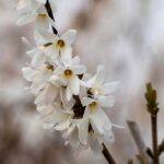 Abeliophyllum : planter, cultiver et entretenir