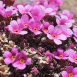 Androsace : culture, plantation, entretien