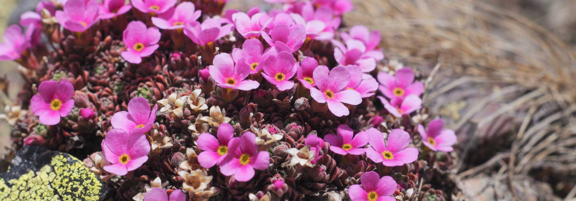 Androsace : culture, plantation, entretien