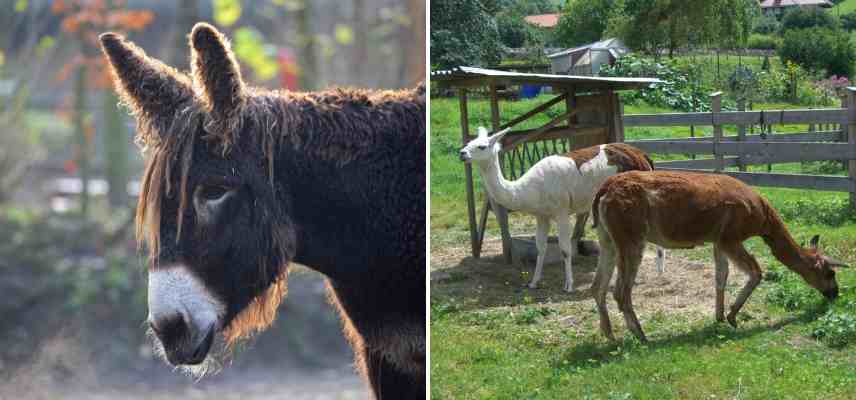 meilleur sanimaux en eco paturage