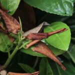 Les feuilles de mon arbuste changent de couleur et tombent : pourquoi ?