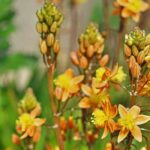 Bulbine : planter, cultiver et entretenir