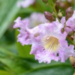 Chitalpa tashkentensis : plantation, taille, entretien