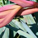 Choisir un Beschorneria