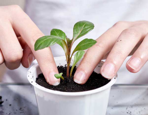 Comment bien repiquer les jeunes plantes ?