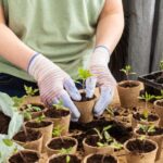 Comment bien réussir le repiquage des jeunes plants de légumes ?