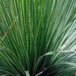 Quel Dasylirion choisir pour sublimer votre jardin ?