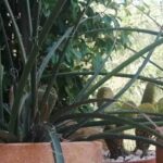Cultiver un Hesperaloe en pot