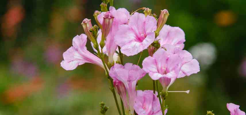 plantation incarvillea