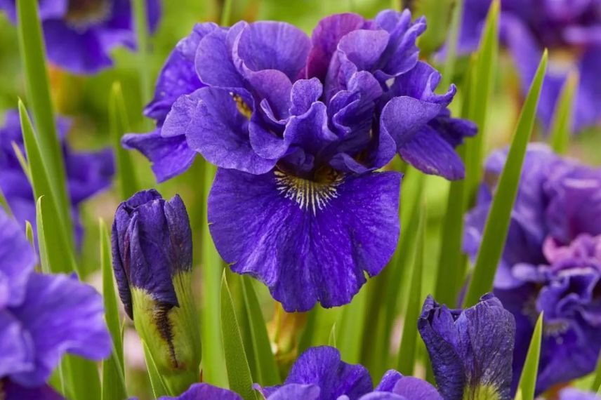 Iris sibirica 'Concord Crush' à fleurs violettes