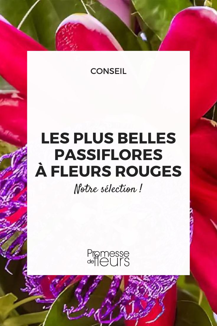 Passiflora quadrangularis Barbadine