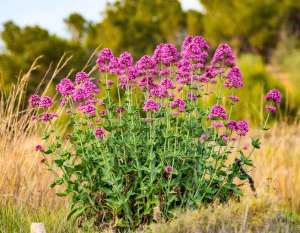 Valériane, Lilas d'Espagne : comment la multiplier ?