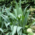 Comment multiplier le Beschorneria ?