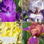 Iris : nos nouveautés 2024