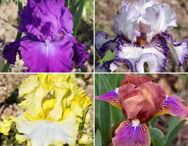 Iris : nos nouveautés 2024