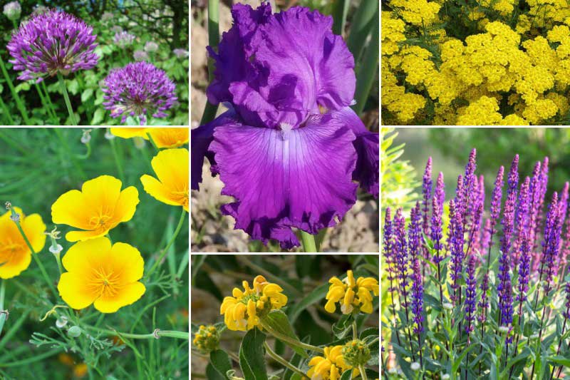 Massif violet et jaune avec l'Iris 'Inviting'