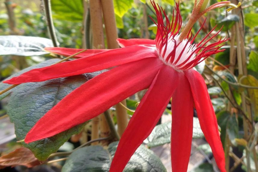 passiflora vitifolia