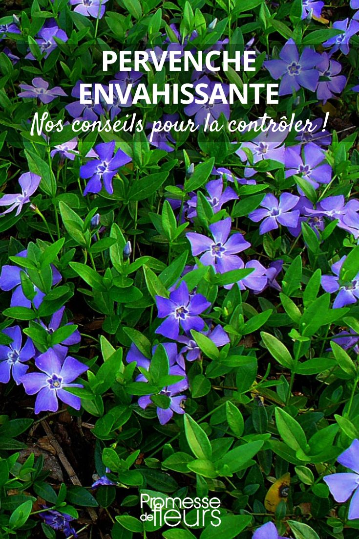 supprimer la pervenche