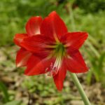 Comment planter les Amaryllis ?