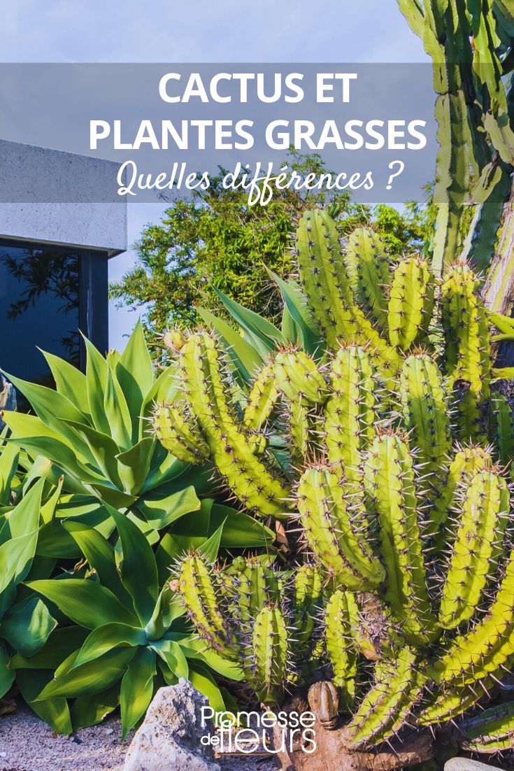 succulentes et cactus