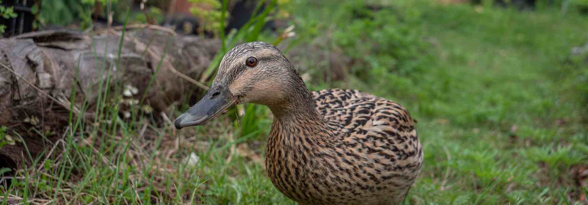 Comment accueillir et élever des canards au jardin ?