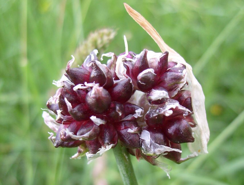 ail rocambole récolte