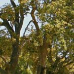 7 arbres à cultiver en sol acide 