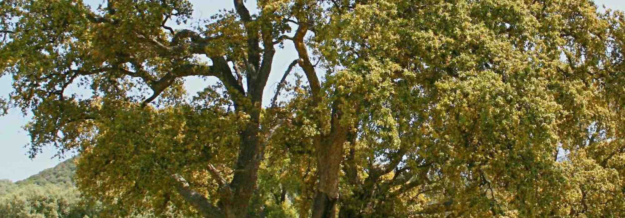 7 arbres à cultiver en sol acide 