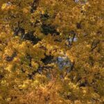 8 arbres d'ornement à planter en sol calcaire