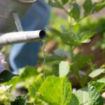 Faut-il arroser les feuilles des plantes du jardin ?