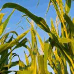 Potager en permaculture : tout savoir sur les associations de légumes