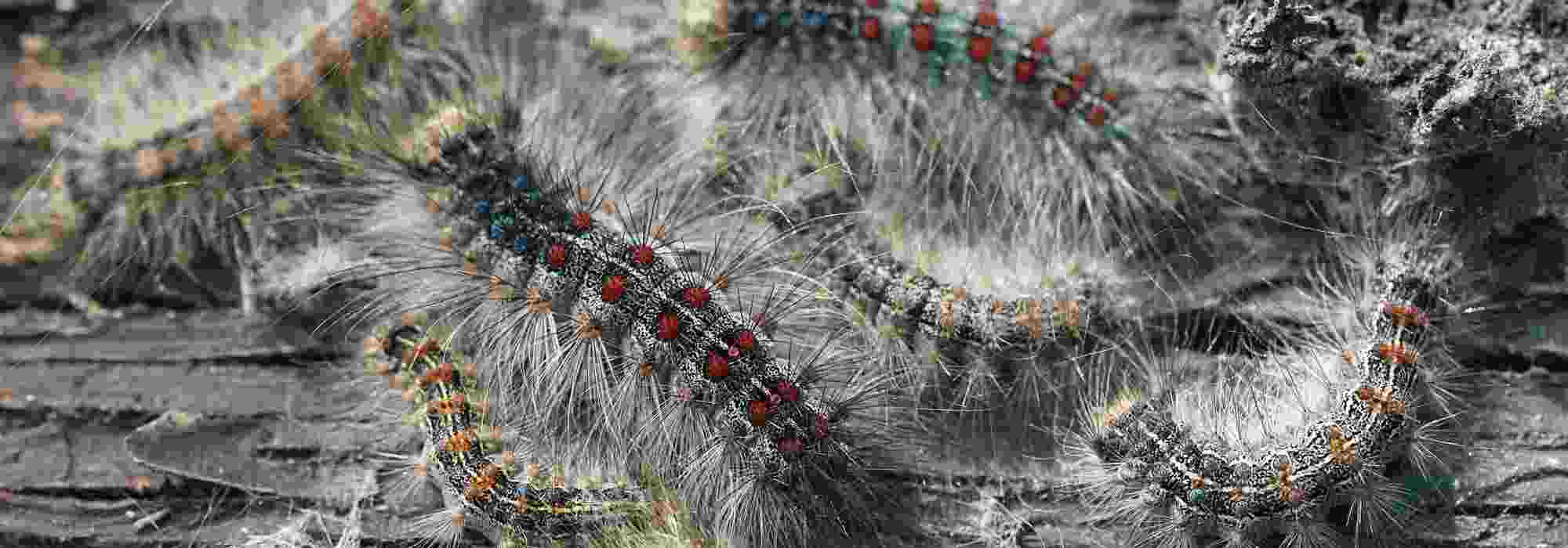 Le bombyx, un ravageur redoutable pour les arbres