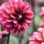 Jardinez sans effort : adoptez ces bulbes d'été pour débutants !