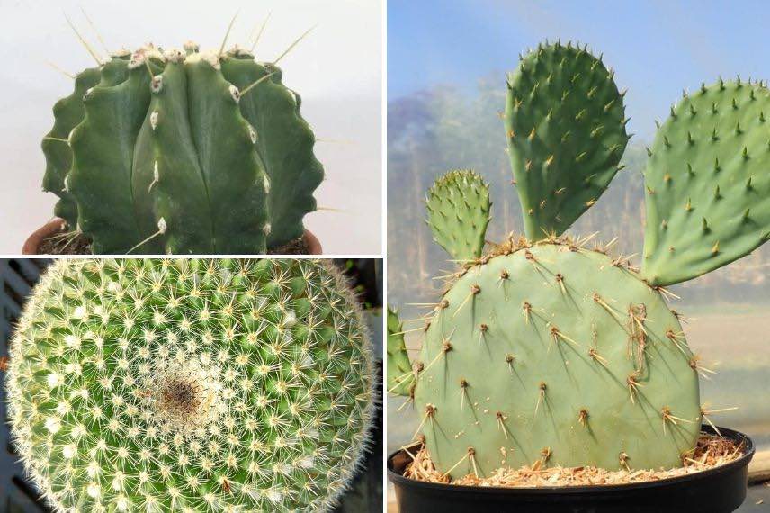 differents cactus
