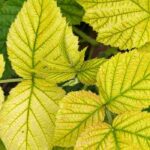 Carences des plantes : les identifier pour mieux les corriger