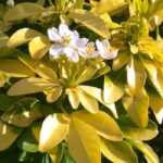 Quel est le meilleur endroit pour planter un Oranger du Mexique ?