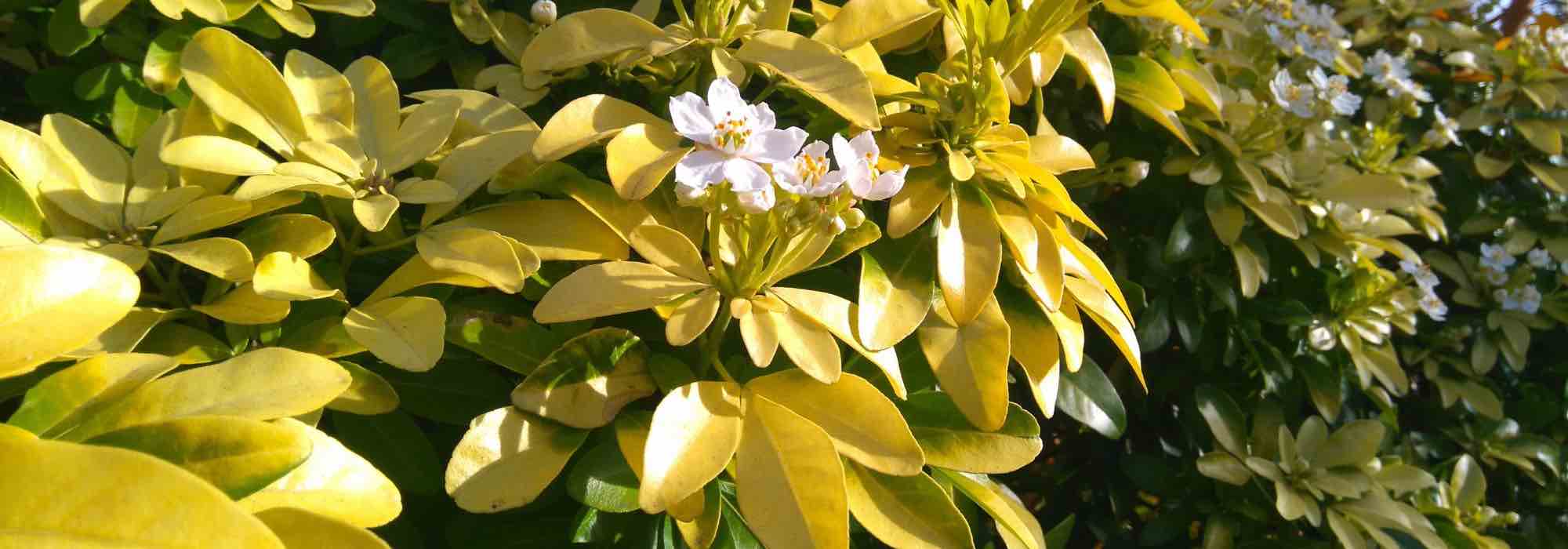 Quel est le meilleur endroit pour planter un Oranger du Mexique ?