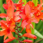 Petits jardins et pots fleuris : optez pour les Crocosmias compacts !