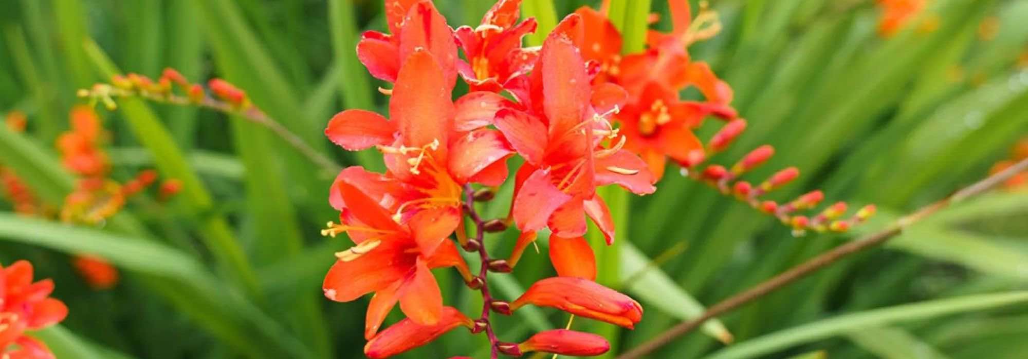 Petits jardins et pots fleuris : optez pour les Crocosmias compacts !