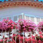 Les engrais pour jardinières et potées : quand et comment les utiliser ?