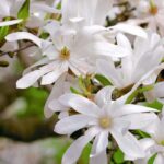 Quel est le meilleur endroit pour planter un magnolia ?