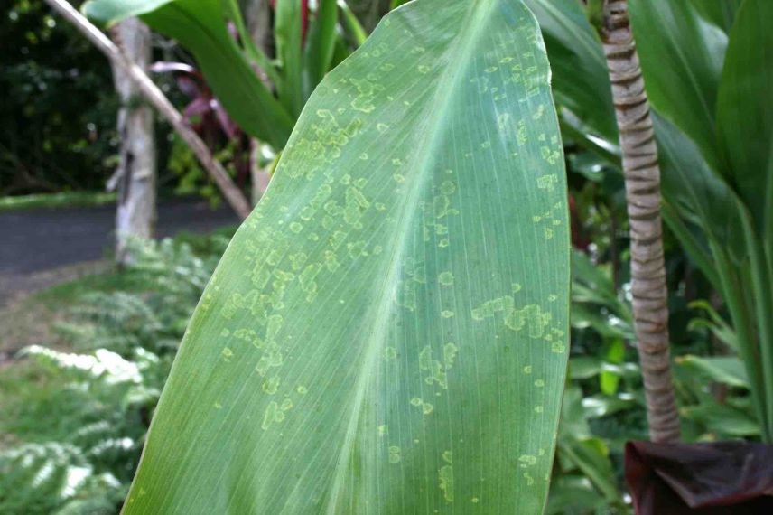 taches foliaires sur cordyline
