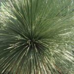 Maladies et parasites du Dasylirion