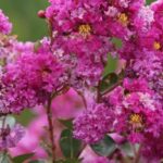 Maladies et parasites du Lilas des Indes ou Lagerstroemia