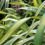 Maladies et parasites du Phormium