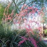 Comment multiplier l'Hesperaloe ou Yucca rouge ?