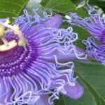 Les passiflores à fleurs mauves et violettes