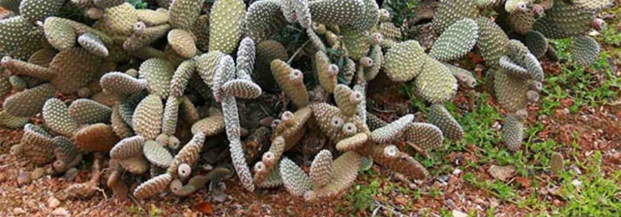 Comment planter un Opuntia en pleine terre ?