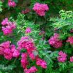 Notre sélection de rosiers grimpants à fleurs roses